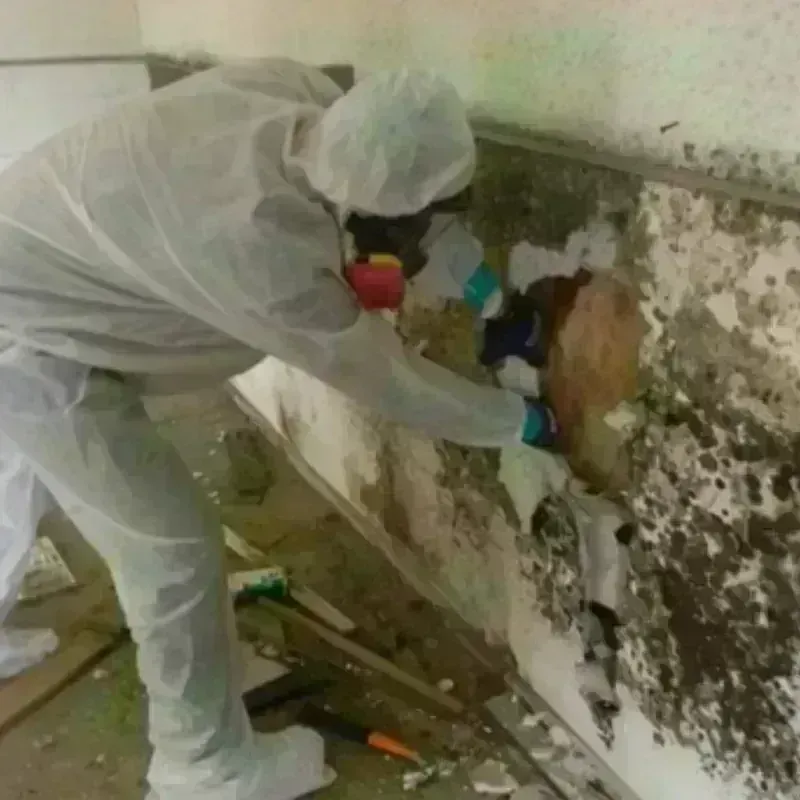 Mold Remediation and Removal in Iron County, MI